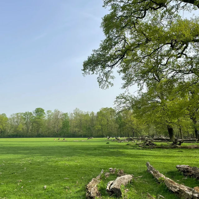 The Mill Field🌲自然樂園 🌼🌳