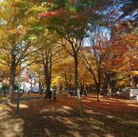 札幌景點｜北海道賞楓、賞銀杏一級戰區—北海道大學