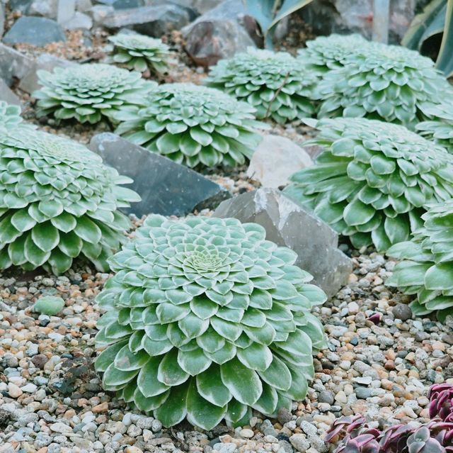 Gardens by the Bay 