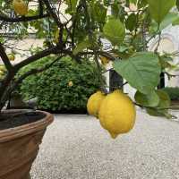 科隆納宮花園：另類賞花體驗