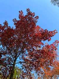 【香港大棠】紅葉季節，多個打卡點
