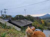 日本的貓島-男木島