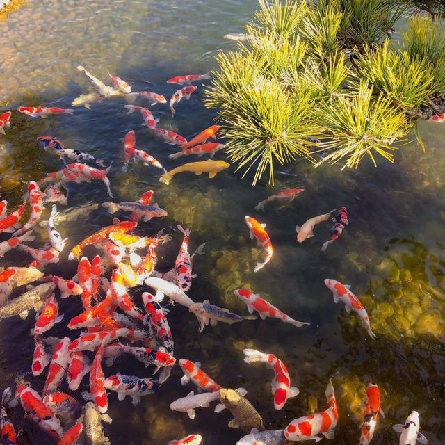 旭山三浦庭園：小橋流水中的日式幽靜 🌸🏞️