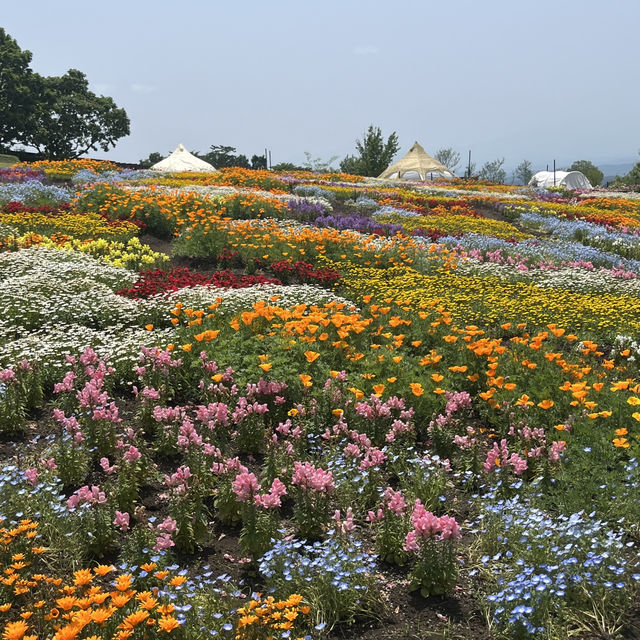 【大分】季節のお花が楽しめるスポット