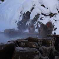 寒冬中的悠然：地獄谷的雪猴奇遇