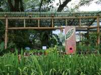 ทานข้าวโพดหวานที่ Cornily Corn farm