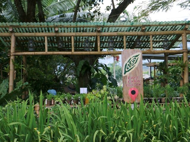ทานข้าวโพดหวานที่ Cornily Corn farm