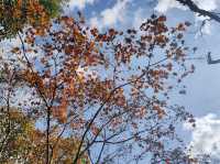 新北｜拱北殿賞楓