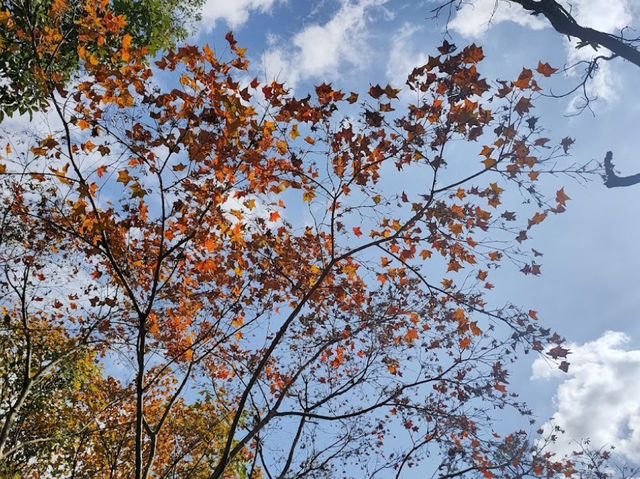 新北｜拱北殿賞楓