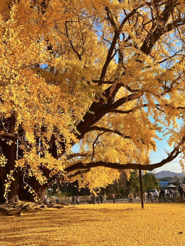 💛가을 향기 가득한 은행나무의 향연💛여주 가을여행지 추천 명소 ✨
