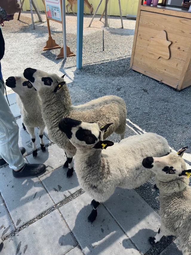《星夢森林》：近距離與動物的互動體驗