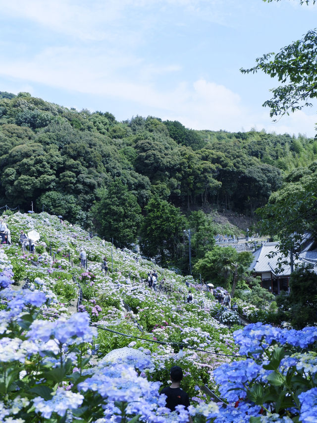 名古屋愛知縣：紫陽花之里