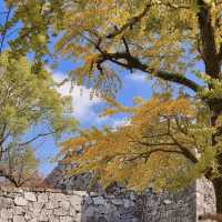 賞櫻賞楓就來「舞鶴公園」