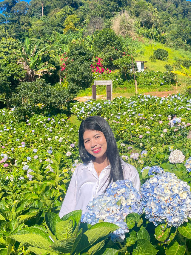 สวนดอกไม้ฤดูหนาว