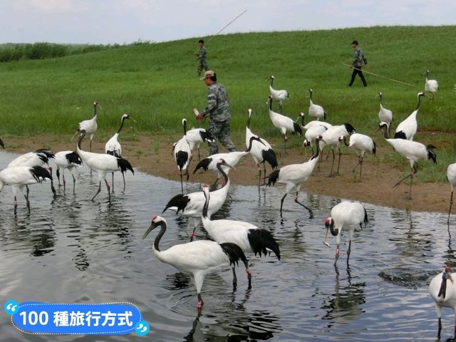 丹頂鶴的故鄉：黑龍江齊齊哈爾-扎龍自然生態濕地