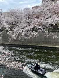 메구로 벚꽃 축제🌸