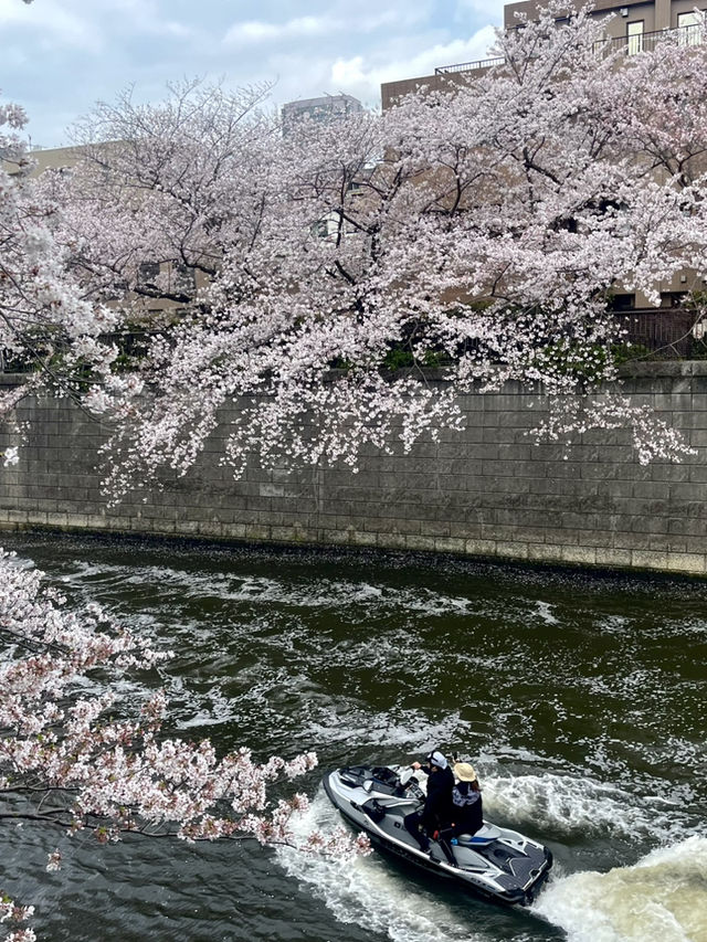 메구로 벚꽃 축제🌸