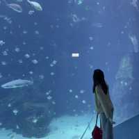 X-park Aquarium Taiwan 🪼🐟