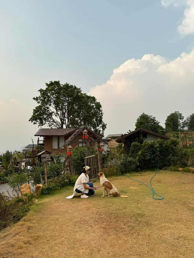 ลานพันดาวแคมป์ปิ้ง | จ.เลย 🏡⛰️🌤️🐶