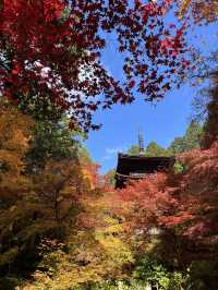 【ここ行って】国の重要文化財多数存在する紅葉スポット🍁大量のお地蔵さんも✨