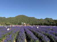 Hokkaido Flower Park 💐