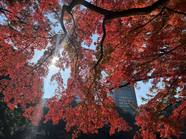 賞楓去 小石川後樂園
