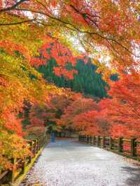 📍 【栃木】鹿沼市の彩る紅葉