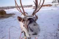 芬蘭拉普蘭的暖心體驗：Inari Reindeer Farm