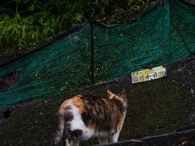  台北.猴硐貓村——台北的貓咪與自然共舞的夢幻小鎮