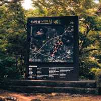 JEJU BIJARIM FOREST.