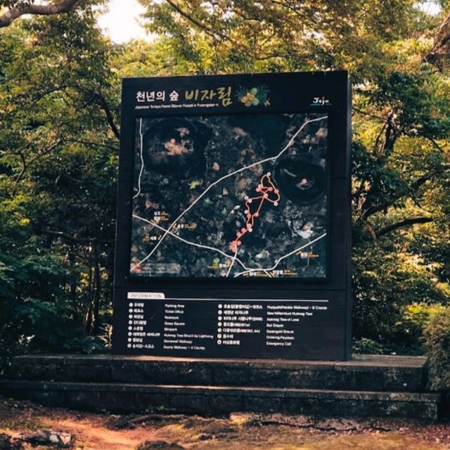 JEJU BIJARIM FOREST.