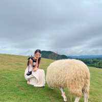 🐑 ฟาร์มแกะเปิดใหม่ในตัวเมืองเชียงราย