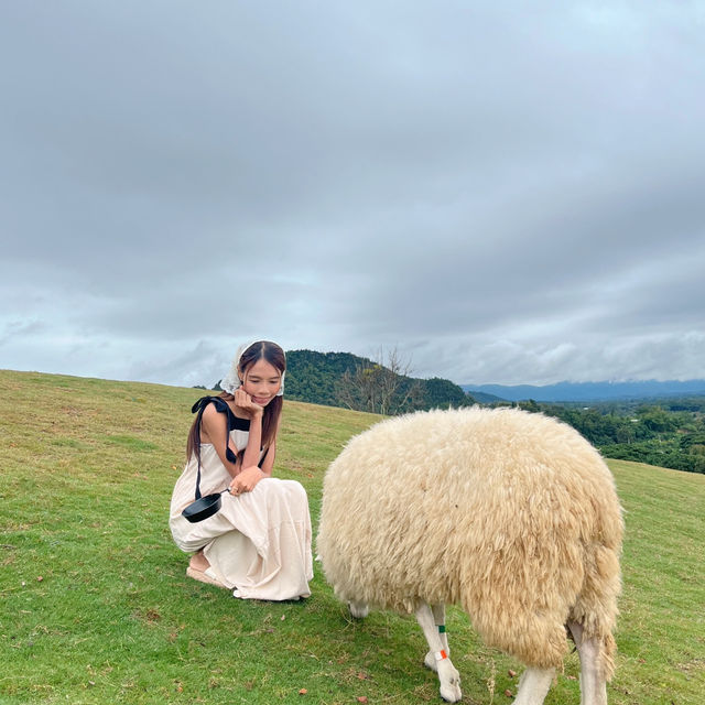 🐑 ฟาร์มแกะเปิดใหม่ในตัวเมืองเชียงราย