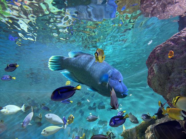 一日遊：探索首爾的COEX水族館之旅 🐠