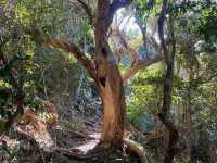 Booti Booti Hill Hiking Trail
