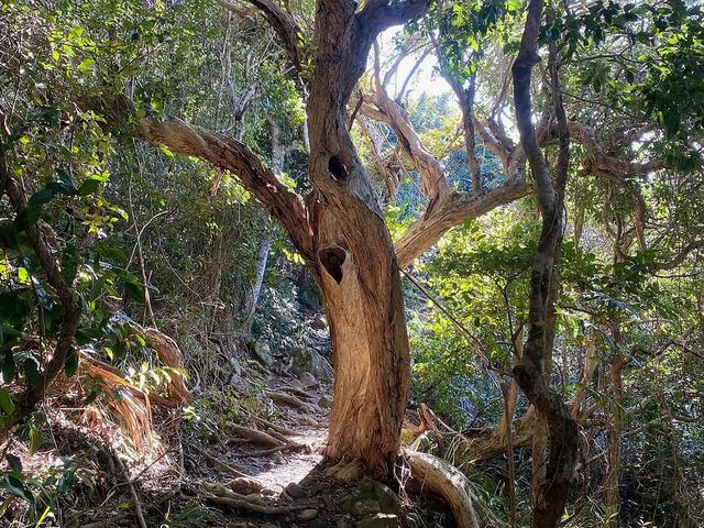 Booti Booti Hill Hiking Trail