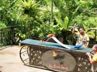 Feathers, Fun, and Nature: Discover the Magic of KL Bird Park