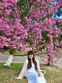 ดอกไม้สีชมพู ณ สถานีเกษตรหลวงอ่างขาง 💕🌸
