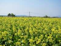 A Sea of Gold in Jeju: Seongsan Canola Flower Field