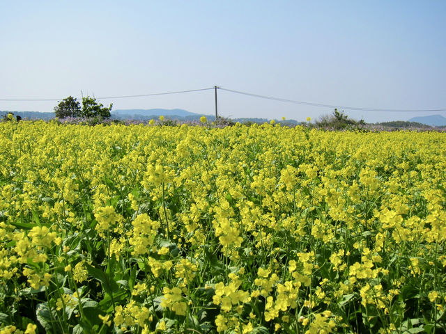 A Sea of Gold in Jeju: Seongsan Canola Flower Field