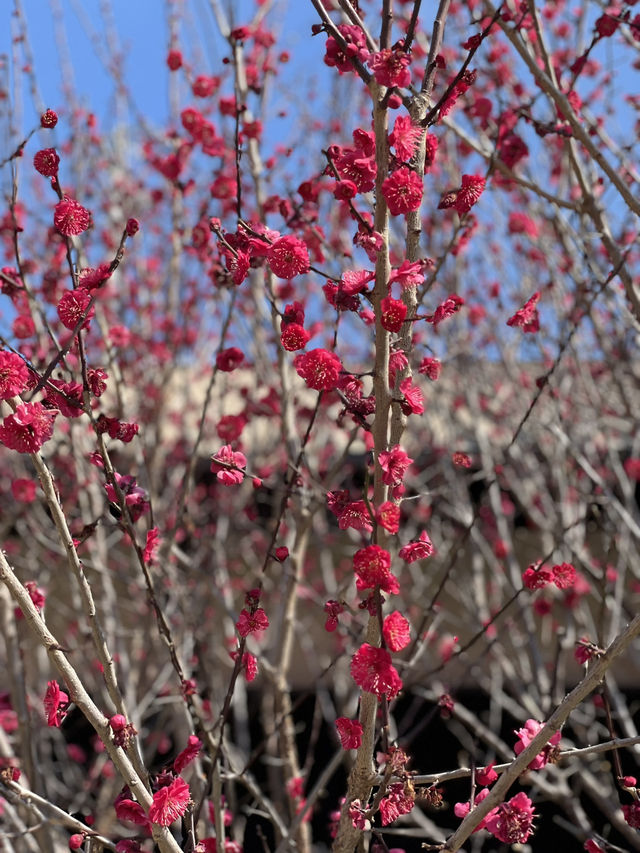 【伊豆×初春の旅】初春のお花見 はやっぱり河津