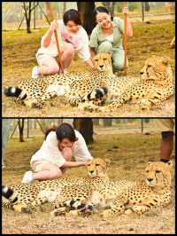 【モーリシャス】急接近！チーターをわしゃわしゃ🐆