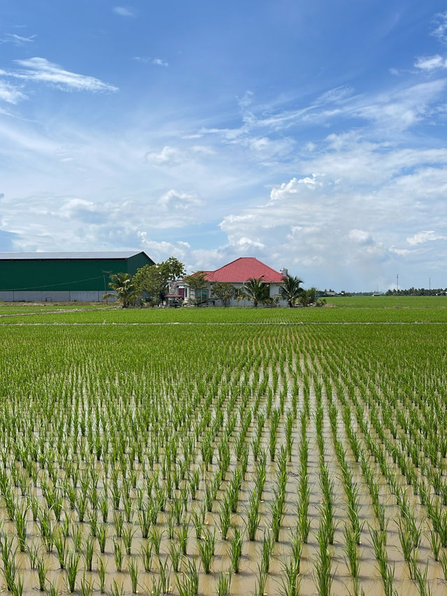 A scenic escape to Sekinchan
