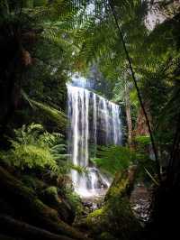 Tarkine Rainforest