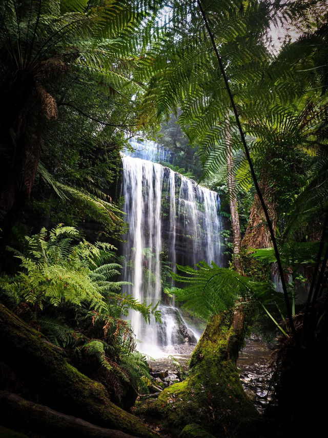 Tarkine Rainforest