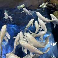 墨田水族館～暢游於水下奇幻世界