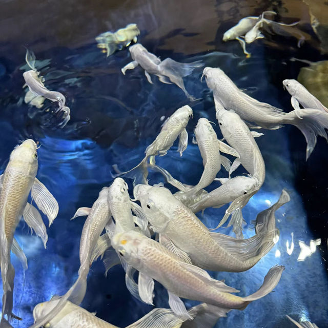 墨田水族館～暢游於水下奇幻世界