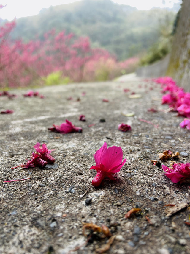 春日限定美景！桃園山林秘境，櫻花滿開超夢幻！