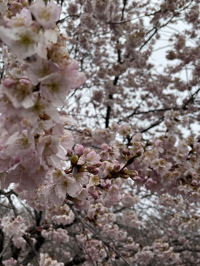 京都|京都賞櫻秘境府立植物園 130種櫻花交織春日美好