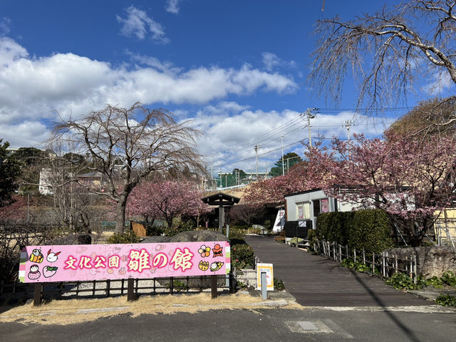 看看東日本最早盛開的櫻花 體驗伊豆半島獨有文化